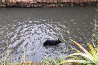 Um cachorro foi retirado do Arroio Sarandi, no bairro Sarandi, zona norte de Porto Alegre, na manhã desta terça-feira (12). De acordo com o chamado feito aos bombeiros, o animal foi jogado na água por ocupantes de um carro.<!-- NICAID(14497899) -->