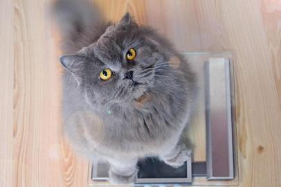  The gray big long-haired British cat sits on the scales and looks up. Concept weight gain during the New Year holidays, obesity, diet for the cat.Fonte: 233463370Fotógrafo: The gray big long-haired British<!-- NICAID(14499061) -->