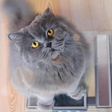  The gray big long-haired British cat sits on the scales and looks up. Concept weight gain during the New Year holidays, obesity, diet for the cat.Fonte: 233463370Fotógrafo: The gray big long-haired British<!-- NICAID(14499061) -->