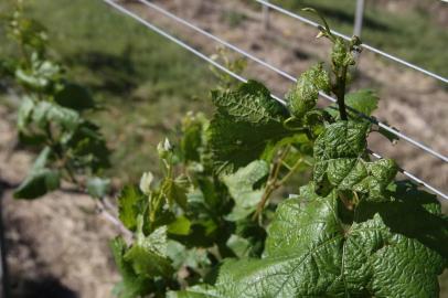  DOM PEDRITO- RS- BRASIL, 28/10/2019 - Produtores de uvas e oliveiras estão tendo prejuízos na lavoura, por causa do uso do herbicida 2,4 D usado pelos produtores de soja.   FOTO FERNANDO GOMES/ZERO HORA.<!-- NICAID(14306354) -->