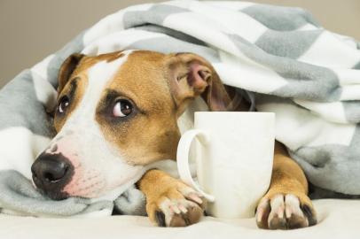  Funny young pitbull dog in bed covered in throw blanket with steaming cup of hot tea or coffee. Lazy staffordshire terrier puppy wrapped in plaid looks up and relaxesFonte: 185172523<!-- NICAID(14507574) -->