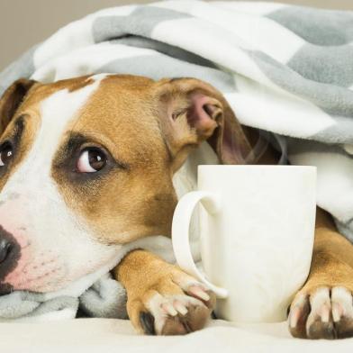  Funny young pitbull dog in bed covered in throw blanket with steaming cup of hot tea or coffee. Lazy staffordshire terrier puppy wrapped in plaid looks up and relaxesFonte: 185172523<!-- NICAID(14507574) -->