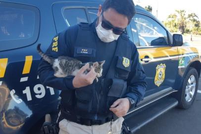 LAGES, RS, BRASIL,  29/05/2020- Policial rodoviário flagra gato sendo arremessado de carro, autua condutor e adota o filhote  Foto: Polícia Rodoviária Federal  /  Divulgação<!-- NICAID(14510524) -->