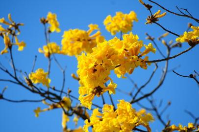  PORTO ALEGRE,RS,BRASIL.Chegada da Primavera,com arvores com poucas flores.(RONALDO BERNARDI/AGENCIA RBS).<!-- NICAID(14259792) -->