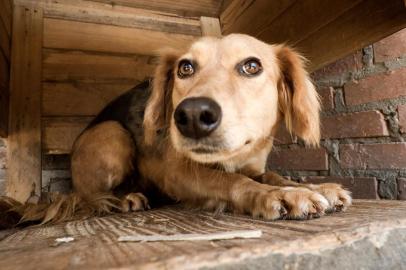  CAXAIS DO SUL, RS, BRASIL (22/05/2020)São 698 animais sem nome, sem donos, sem um lar. Eles esperam por uma casa, querem correr livre de correntes e brincar com uma bola. Todos vivem no Canil Municipal de Caxias do Sul e estão à espera de carinho e um cantinho no quintal ou dentro de casa para chamar de seu. A nova campanha Adote por Amor uniu as ONGs Grupo de Apoio Pet (GAP), Help Vira Latas, SOS Peludos, a Associação VIDA e a prefeitura para encontrar um lar para cada um dos animais que vivem no abrigo. Muitos deles já tiveram donos e foram abandonados ou fugiram e se perderam. Outros nasceram, cresceram e vão morrer no canil. Com o tema 698 corações em espera, a ação começou na quarta-feira (20), com divulgação de um vídeo e fotos nas redes sociais para sensibilizar à população. A Tonificante Agência de Marketing e a Luvi Filmes foram os responsáveis pela produção. (Luís Henrique Bisol Ramon/Divulgação)<!-- NICAID(14505924) -->