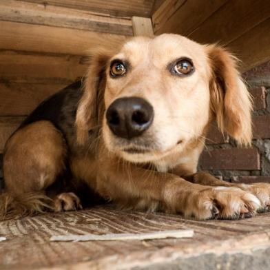  CAXAIS DO SUL, RS, BRASIL (22/05/2020)São 698 animais sem nome, sem donos, sem um lar. Eles esperam por uma casa, querem correr livre de correntes e brincar com uma bola. Todos vivem no Canil Municipal de Caxias do Sul e estão à espera de carinho e um cantinho no quintal ou dentro de casa para chamar de seu. A nova campanha Adote por Amor uniu as ONGs Grupo de Apoio Pet (GAP), Help Vira Latas, SOS Peludos, a Associação VIDA e a prefeitura para encontrar um lar para cada um dos animais que vivem no abrigo. Muitos deles já tiveram donos e foram abandonados ou fugiram e se perderam. Outros nasceram, cresceram e vão morrer no canil. Com o tema 698 corações em espera, a ação começou na quarta-feira (20), com divulgação de um vídeo e fotos nas redes sociais para sensibilizar à população. A Tonificante Agência de Marketing e a Luvi Filmes foram os responsáveis pela produção. (Luís Henrique Bisol Ramon/Divulgação)<!-- NICAID(14505924) -->