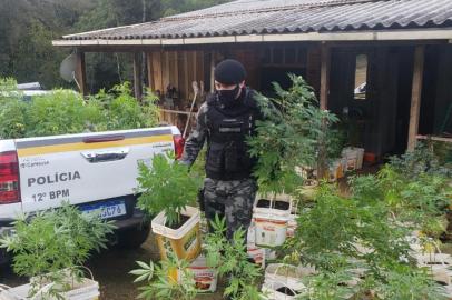 Mais de 200 pés de maconha foram apreendidos e uma mulher foi presa pela Brigada Militar (BM) na tarde de ontem em uma propriedade rural no interior de Caxias do Sul.Após denúnica anônima, policiais da Força Tática do 12º BPM foram até uma casa, de difícil acesso, no distrito de Vila Oliva. Lá, localizaram uma plantação de maconha. A droga estava separada por tamanhos, em três cômodos distintos da residência. Cada estágio da planta determina o quantidade de luz que ela deve receber.Na última fase, as plantas estavam com mais de um metro e meio de altura, onde a grama da droga chega custar R$ 30.A mulher de 31 anos, que estava na casa, foi encaminhada à delegacia para registro do flagrante. A identidade dela não foi revelada. Três caminhonetes da BM foram necessárias para transportar a droga do local.<!-- NICAID(14515710) -->