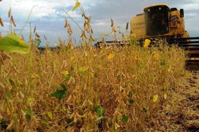 Cultivo da soja no Rio Grande do Sul se encaminha para o encerramento da safra, com 98% das áreas colhidas.<!-- NICAID(14505397) -->