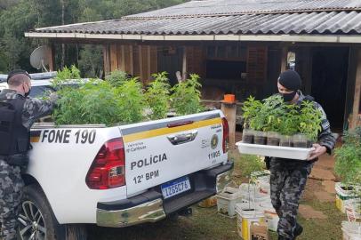 Ligação para o 190 levou a Brigada Militar a encontrar uma plantação de maconha no Distrito de Vila Oliva, no interior de Caxias do Sul. 310 pés foram apreendidos. As apreensões de drogas crescerm 387% por polícias de Caxias do Sul em 2020.<!-- NICAID(14519943) -->