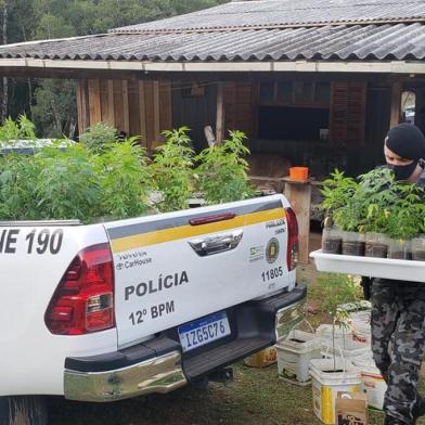 Ligação para o 190 levou a Brigada Militar a encontrar uma plantação de maconha no Distrito de Vila Oliva, no interior de Caxias do Sul. 310 pés foram apreendidos. As apreensões de drogas crescerm 387% por polícias de Caxias do Sul em 2020.<!-- NICAID(14519943) -->