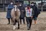 Quais as medidas adotadas para competição do cavalo crioulo em Esteio