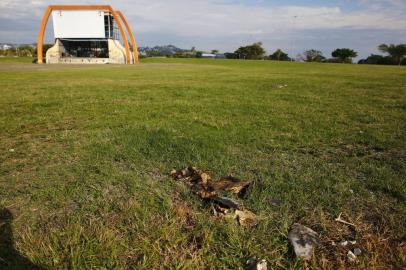  PORTO ALEGRE, RS, BRASIL 20/06/2020 - Cágado-de-barbicha morto no Anfiteatro Por do Sol. (OBS. Ao fundo alguns metros outro cágado ou tartaruga com ninho). (FOTO: ROBINSON ESTRÁSULAS/AGÊNCIA RBS)<!-- NICAID(14527317) -->