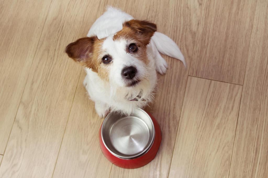 Seu cachorro está comendo mais ou menos do que o normal? Confira possíveis  explicações | Donna