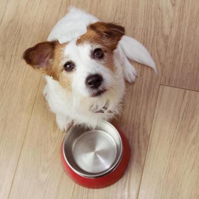  Comida para cães esfomeada com uma tigela vermelha vazia. Vista de alto ângulo.Indexador: SMRM1977Fonte: 281748115<!-- NICAID(14327106) -->