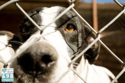  CAXAIS DO SUL, RS, BRASIL (22/05/2020)São 698 animais sem nome, sem donos, sem um lar. Eles esperam por uma casa, querem correr livre de correntes e brincar com uma bola. Todos vivem no Canil Municipal de Caxias do Sul e estão à espera de carinho e um cantinho no quintal ou dentro de casa para chamar de seu. A nova campanha Adote por Amor uniu as ONGs Grupo de Apoio Pet (GAP), Help Vira Latas, SOS Peludos, a Associação VIDA e a prefeitura para encontrar um lar para cada um dos animais que vivem no abrigo. Muitos deles já tiveram donos e foram abandonados ou fugiram e se perderam. Outros nasceram, cresceram e vão morrer no canil. Com o tema 698 corações em espera, a ação começou na quarta-feira (20), com divulgação de um vídeo e fotos nas redes sociais para sensibilizar à população. A Tonificante Agência de Marketing e a Luvi Filmes foram os responsáveis pela produção. (Luís Henrique Bisol Ramon/Divulgação)<!-- NICAID(14505919) -->