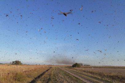  Nuvem de gafanhotos no norte de Santa Fé, Argentina, dia 19 de junho de 2020.<!-- NICAID(14531351) -->