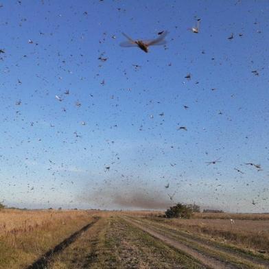  Nuvem de gafanhotos no norte de Santa Fé, Argentina, dia 19 de junho de 2020.<!-- NICAID(14531351) -->