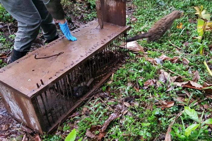 Batalhão Ambiental da BM / Divulgação