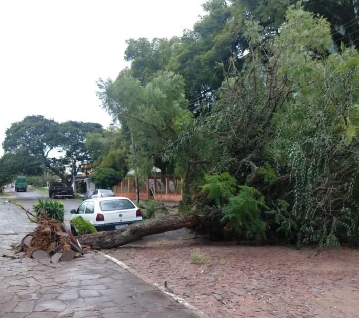 Bloqueio por árvore no Parque dos Maias, na Capital