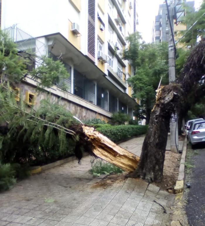 Árvore caída no bairro Rio Branco, em Porto Alegre