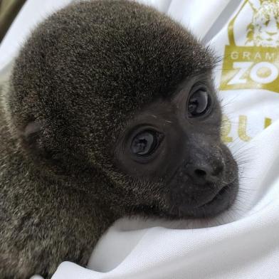 O primeiro inverno de uma família de macacos-barrigudo no Gramadozoo é repleto de cuidados especiais. Vítimas do tráfico de animais, os cinco primatas vieram encaminhados de Manaus para a Serra Gaúcha pelo Ibama em março. Típicos de clima quente, os animais estão em fase de adaptação na área de quarentena. Os barrigudos permanecem em espaço aquecido, com temperatura média de 25° C. Além de cobertores para os animais, o piso ganhou revestimento para manter o ambiente aquecido.<!-- NICAID(14537301) -->