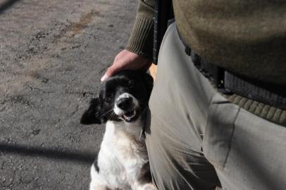  CAXIAS DO SUL, RS, BRASIL (06/07/2020)Acolhida pelos policiais militares, a cachorrinha Mel localizou um pacote de drogas que foi jogado para dentro da Penitenciária Estadual de Caxias do Sul, no Distrito do Apanhador. Na foto, o soldado Jeverton Jardim. (Antonio Valiente/Agência RBS)<!-- NICAID(14539037) -->