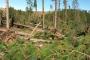 Área de reflorestamento em São José dos Ausentes tem  80% destruída após ciclone bomba.<!-- NICAID(14539560) -->