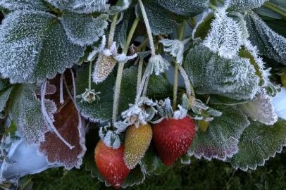 Foto de ouvinte Dyonata Santos mostra amanhecer gelado em Flores da Cunha.<!-- NICAID(14545226) -->