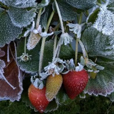 Foto de ouvinte Dyonata Santos mostra amanhecer gelado em Flores da Cunha.<!-- NICAID(14545226) -->