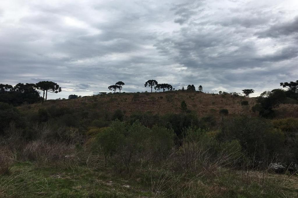 Incêndio de grandes proporções atinge reserva ambiental, em