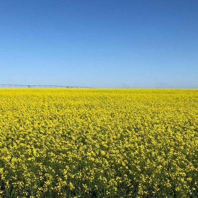 Lavoura de Canola em desenvolvimento na região de Santa Rosa, na safra de inverno de 2020.<!-- NICAID(14547379) -->