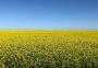 Canola começa a florescer no Interior do Rio Grande do Sul