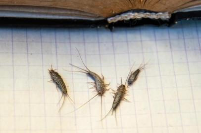 Pest books and newspapers. Insect feeding on paper - silverfish of several pieces near the open book.Insect feeding on paper - silverfish. Pest books and newspapers. silverfish of several pieces near the open book. Traças no chãoFonte: 223679355<!-- NICAID(14550706) -->