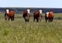 Estado terá programa para estimular preservação de campos nativos no Pampa