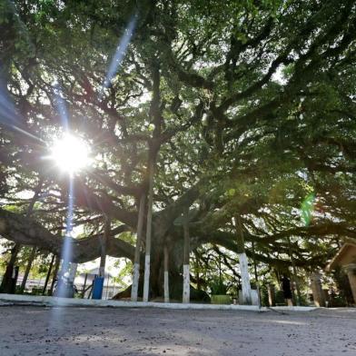  ARAMBARÉ - RIO GRANDE DO SUL - BRASIL - Cidades da costa doce, Arambaré. Figueira mais antiga do estado (FOTO: LAURO ALVES)<!-- NICAID(11965857) -->