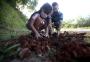 Dia de pais e filhos plantarem árvores em Cachoeirinha 