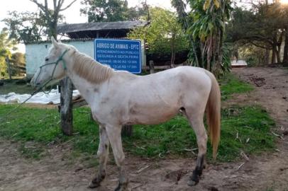 Cavalo abandonado é recolhido por agentes da EPTC em Porto Alegre.<!-- NICAID(14564792) -->