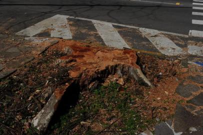  CAXIAS DO SUL, RS, BRASIL (17/08/2020)Poda de árvores no parque dos Macaquinhos em Caxias do Sul. (Antonio Valiente/Agência RBS)<!-- NICAID(14569607) -->