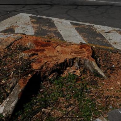  CAXIAS DO SUL, RS, BRASIL (17/08/2020)Poda de árvores no parque dos Macaquinhos em Caxias do Sul. (Antonio Valiente/Agência RBS)<!-- NICAID(14569607) -->