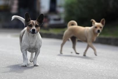  CAXIAS DO SUL, RS, BRASIL 30/03/2017A reformulação do programa de castrações de animais da prefeitura de Caxias mal começou, mas vem gerando dúvidas entre protetores de bichos e pessoas que inscreveram seus mascotes para esterilização via unidade básisca de saúde (UBS). Departamento de Proteção e Bem-Estar Animal afirma que a mudança ocorreu em função de que o problema com a proliferação de animais não está sendo resolvido, principalmente em bairros como Fátima, Reolon, São Caetano, Galópolis, Desvio Rizzo e Serrano. (Felipe Nyland/Agência RBS)<!-- NICAID(12824138) -->