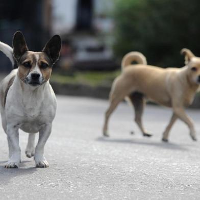  CAXIAS DO SUL, RS, BRASIL 30/03/2017A reformulação do programa de castrações de animais da prefeitura de Caxias mal começou, mas vem gerando dúvidas entre protetores de bichos e pessoas que inscreveram seus mascotes para esterilização via unidade básisca de saúde (UBS). Departamento de Proteção e Bem-Estar Animal afirma que a mudança ocorreu em função de que o problema com a proliferação de animais não está sendo resolvido, principalmente em bairros como Fátima, Reolon, São Caetano, Galópolis, Desvio Rizzo e Serrano. (Felipe Nyland/Agência RBS)<!-- NICAID(12824138) -->