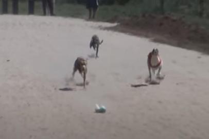 Em geral, de três a cinco cães disputam cada prova, cuja extensão é de 200 metros em cancha reta. Os animais ficam dispostos lado a lado num partidor, presos pelos próprios donos. Dada a largada, os galgos saem em disparada atrás da ¿bruxa¿, um simulacro de lebre confeccionado com um saco de milho colocado dentro de uma garrafa pet.Legalizadas em apenas oito países, as corridas de galgos foram proibidas na Argentina e no Uruguai. No Estado, são realizadas com regularidade em municípios fronteiriços, como Bagé, Santana do Livramento, Quaraí e Uruguaiana, atraindo competidores dos países vizinhos.<!-- NICAID(14573618) -->