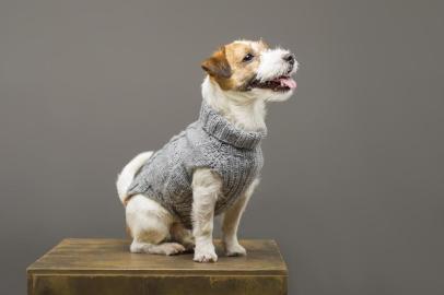  Charming Jack Russell posing in a studio in a warm gray sweater. Mixed mediaFonte: 250806546<!-- NICAID(14537139) -->