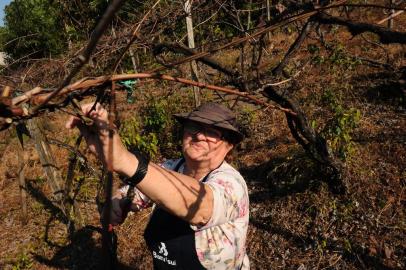  CAXIAS DO SUL, RS, BRASIL (25/08/2020)Pessoas que passaram por transfusão de plasma no Hospital Virvi Ramos, em Caxias do Sul, voltam à normalidade.Na foto: a agricultora Ivete Zinani Marchi, 68 anos. (Antonio Valiente/Agência RBS)<!-- NICAID(14576079) -->