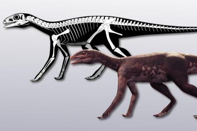 Sacisaurus agudoensis  - Um pequeno animal que viveu há 225 milhões de anos no Rio Grande do Sul pode ser o ancestral mais antigo dos dinossauros ornitísquios, que tinham chifres e armaduras, e o primeiro desta linhagem no Brasil. É o que constataram pesquisadores da Universidade Federal de Santa Maria (UFSM), que publicaram, nesta terça-feira (25), o estudo no periódico britânico Biology Letters.A pesquisa propõe uma alteração na base da árvore evolutiva dos ornitísquios, mostra que este grupo não era apenas herbívoro _ os primeiros seriam carnívoros _ e inclui de volta à linhagem dos dinossauros os silessaurídeos, até então conhecidos apenas como parentes próximos dos dinos. Neste grupo, está o Sacisaurus agudoensis, que foi encontrado em Agudo, no Rio Grande do Sul.<!-- NICAID(14576432) -->