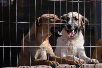  CAXIAS DO SUL, RS, BRASIL, 28/04/2020 - Em alguns lugares, durante período de distanciamento social, houve aumento de adoção de animais. O canil municipal cuida de mais de 700 animais que estão para adoção. (Marcelo Casagrande/Agência RBS)<!-- NICAID(14487678) -->