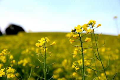  CONSTANTINA- RS- BRASIL- 16/07/2019- Plantação de canola em Constantina-RS. FOTO FERNANDO GOMES/ ZERO HORA.<!-- NICAID(14166723) -->