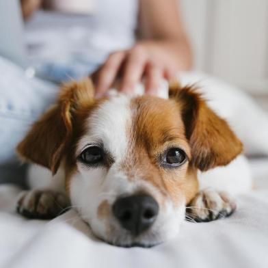  uma jovem caucasiana na cama a trabalhar no portátil. Cão pequeno bonito mentir além disso. Amor por animais e conceito de tecnologia. Estilo de vida dentro de casaFonte: 282330794<!-- NICAID(14327105) -->