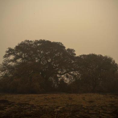 A tree is seen after a night fire destroyed the surrounding vegetation in the wetlands of the Pantanal at the Transpantaneira park road, Mato Grosso state, Brazil, on September 14, 2020. - The Pantanal, a region famous for its wildlife, is suffering its worst fires in more than 47 years, destroying vast areas of vegetation and causing death of animals caught in the fire or smoke. (Photo by MAURO PIMENTEL / AFP)