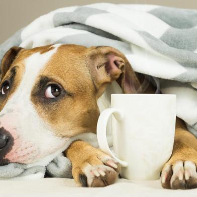  Funny young pitbull dog in bed covered in throw blanket with steaming cup of hot tea or coffee. Lazy staffordshire terrier puppy wrapped in plaid looks up and relaxesFonte: 185172523<!-- NICAID(14507574) -->